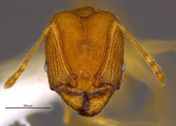 Media type: image;   Entomology 36168 Aspect: head frontal view